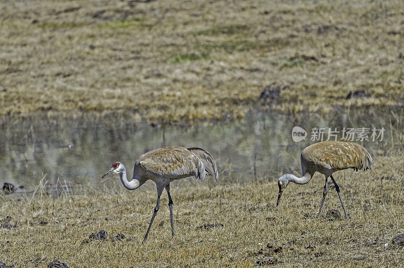 沙丘鹤(Antigone canadensis)是北美洲的一种大型鹤，发现于怀俄明州的黄石国家公园。